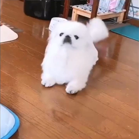いぬ？の画像