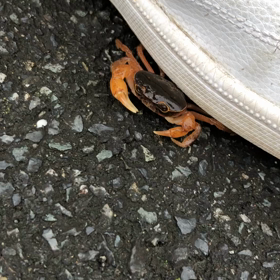 初夏の風物詩の画像