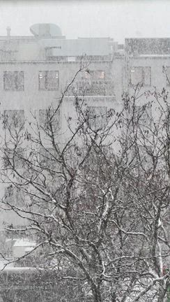 大大雪の記事動画