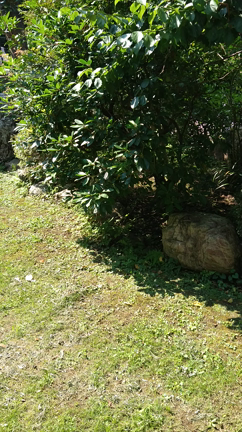 おばあちゃん家　蝉　夏休みの記事動画