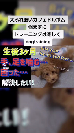 「training」トレーニング(教育)は年齢は関係ありません。飼い主様も犬もです。の記事動画
