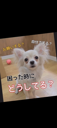 「ドルボムメッセージ」自分の力で解決できない時はどうしてますか？の記事動画
