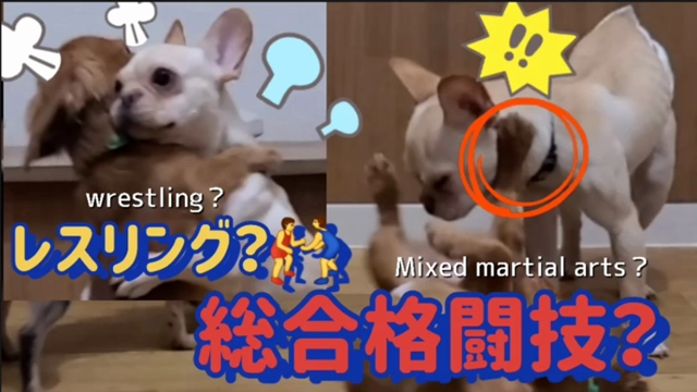 ドルボムです。たくさん癒されに来て下さい！ペット就労移行支援事業所もやってます。の記事動画