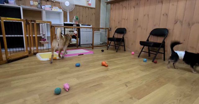 「play」おうちの犬はお遊び方は大丈夫ですか？遊びながら唸ったり、手や足を噛んだり…の記事動画