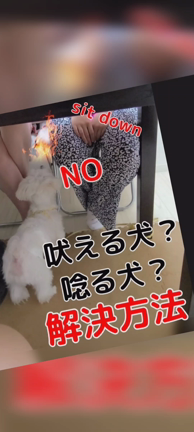 「dog　training」吠える犬、唸る犬　何でな？解決方法は？の記事動画