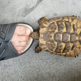 お口直しの画像