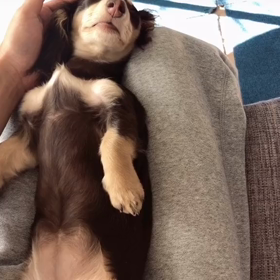 お腹を撫でるのをやめたら催促する犬の画像