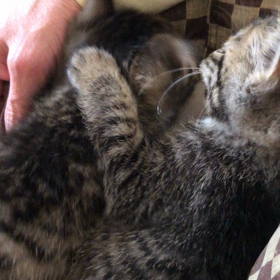 癒し動画❣️ ねこ好きの人 観てください♪の画像