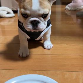 5/1 本日のおもちの画像