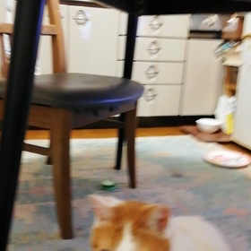 　あいかわらず持ってきてくれるかいちゃんの画像