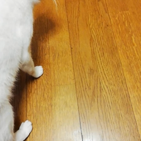 片時もじっとしてないかいちゃんの画像