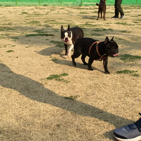 ドッグランも今日は気持ち良かったーの画像