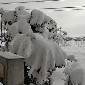 "雪" 2026年1月23日の画像