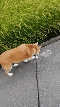 神様ワンコの記事動画