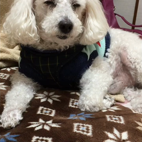 みるくお誕生日おめでとうの画像