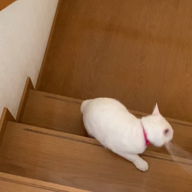 あんすもの画像