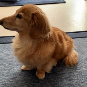 ショコラの震えについての画像