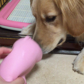 ブゥちゃんと格闘2の画像