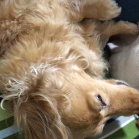 横着犬の画像
