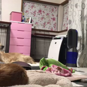 テレビを見るヴィヴィアン　part2の画像
