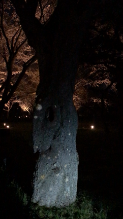 京都で桜三昧①の記事動画