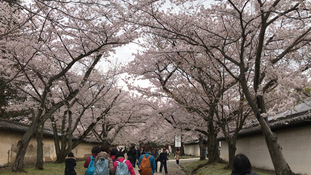 京都で桜三昧①の記事動画