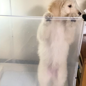 やっぱり脱走の画像