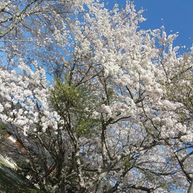 桜舞う鳥のさえずりの画像