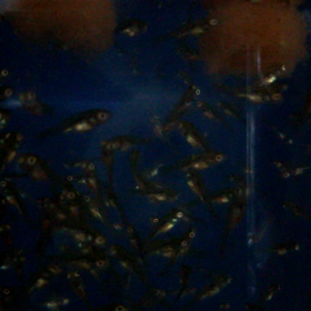 孵化１ヶ月の稚魚の画像