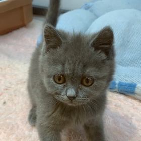 猫の画像