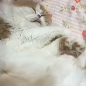 出てますよーーの画像