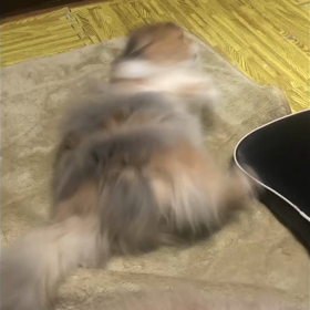 逃げる猫の画像