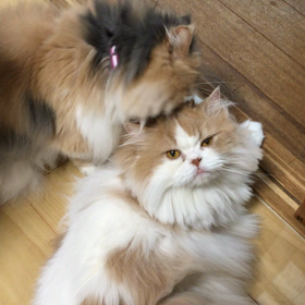 ねこ愛の画像