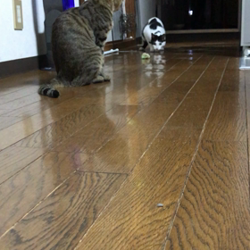 最近のニャン達の画像