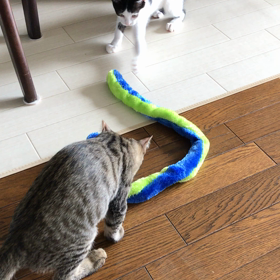 ダイソーさん、ありがとうの画像