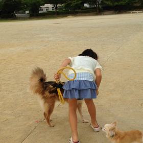 里親募集★シーズー♀★チャイクレパフ♀★チワワ♀★女子ばっかりの画像