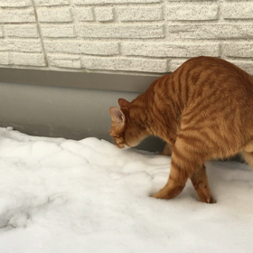 初めての雪体験の画像