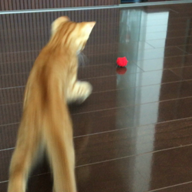 犬のような遊び方だって出来るぞの画像