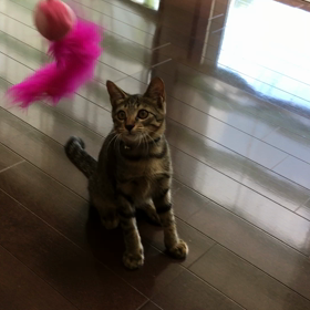 ロー君が遊びにきたよ （動画あり）の画像