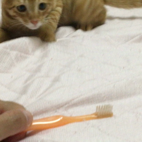猫だって歯磨き訓練中の画像