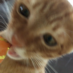 チャオちゅーるデビュー （動画です）の画像