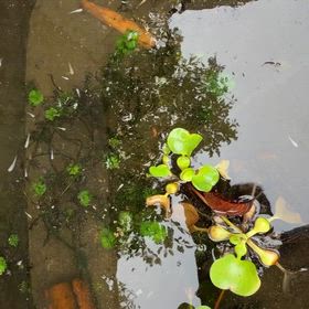 メダカとエビの画像