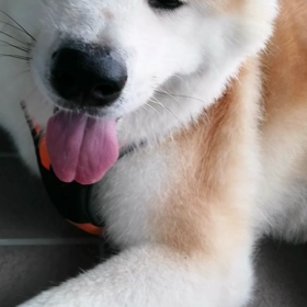 曇り☁️だ＼(^-^)／暑くない？と思い込んで朝散歩出発したものの、蒸し暑い‼️普段の日陰のさわの画像