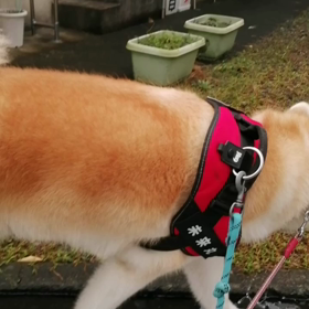 台風の影響で強雨❓のはずが、曇天なれど☔降らず⁉️  と思いきや突然の強雨で、止む。ダラダラ散歩にはの画像