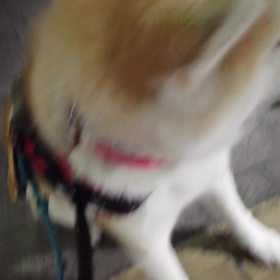 お互いのルールを守ればワンちゃんの躾はできる。上手くいかない場合  は理解していると誤解してることがの画像