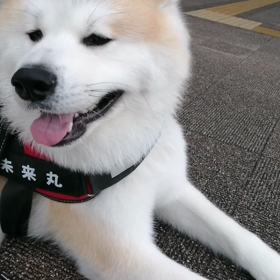 涼しいはずだけど暑い感じもする朝＼(^o^)／未来丸はのびのびとダラダラしている❓散歩。つまりイの画像