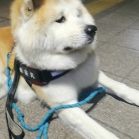 今朝も元気に朝散歩‼️未来丸はしつけ訓練、匂いかぎ、遠くの救急車のサイレンに友達シグナルの画像