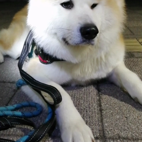 今朝も元気に朝散歩終了‼️安倍川駅前では秋田犬の「そら」君に遭遇。遠方より吠えまくる未来丸。そのの画像