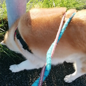 今朝は秋田犬ケン坊亡き後のとらちゃんと安倍川駅前で遭遇。まだ1歳にも成らないのにデカイ。未来丸ゴの画像