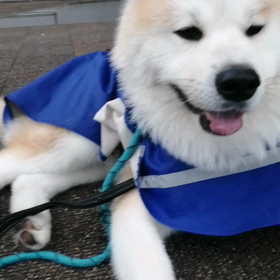 朝から雨☔ということでカッパを着込んで朝散歩スタート、ところがラッキー小雨はすぐ止み、ルの画像